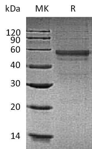 BL-0196NP: Greater than 90% as determined by reducing SDS-PAGE. (QC verified)