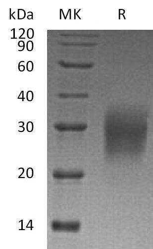 BL-2007NP: Greater than 95% as determined by reducing SDS-PAGE. (QC verified)