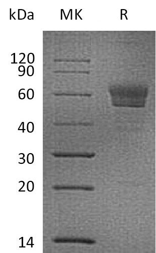 BL-0195NP: Greater than 90% as determined by reducing SDS-PAGE. (QC verified)