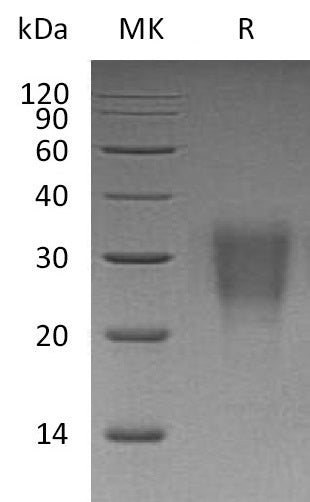 BL-1191NP: Greater than 95% as determined by reducing SDS-PAGE. (QC verified)