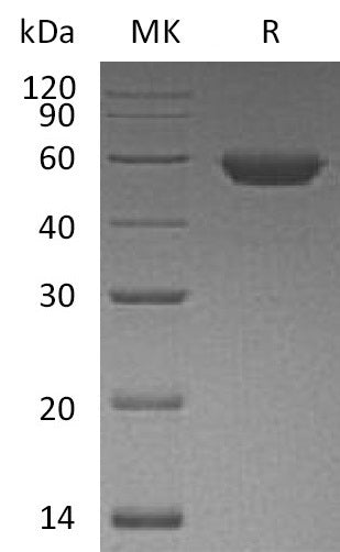 BL-1190NP: Greater than 95% as determined by reducing SDS-PAGE. (QC verified)