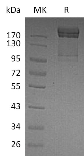 BL-0199NP: Greater than 95% as determined by reducing SDS-PAGE. (QC verified)