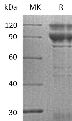 BL-0197NP: Greater than 90% as determined by reducing SDS-PAGE. (QC verified)