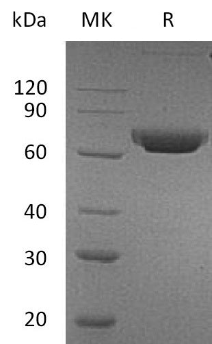 BL-0201NP: Greater than 95% as determined by reducing SDS-PAGE. (QC verified)