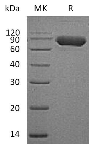 BL-0202NP: Greater than 95% as determined by reducing SDS-PAGE. (QC verified)