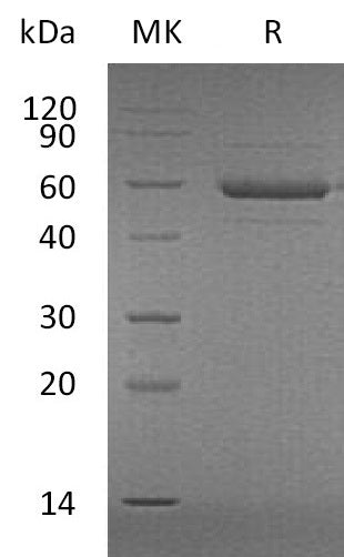 BL-2010NP: Greater than 95% as determined by reducing SDS-PAGE. (QC verified)