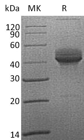 BL-2176NP: Greater than 95% as determined by reducing SDS-PAGE. (QC verified)