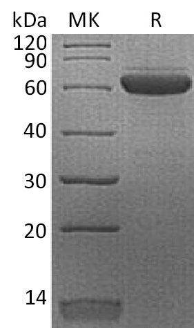 BL-2274NP: Greater than 95% as determined by reducing SDS-PAGE. (QC verified)