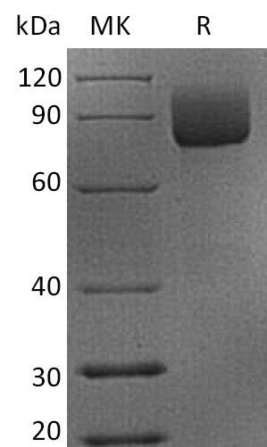 BL-2177NP: Greater than 95% as determined by reducing SDS-PAGE. (QC verified)