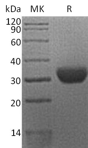 BL-2273NP: Greater than 95% as determined by reducing SDS-PAGE. (QC verified)