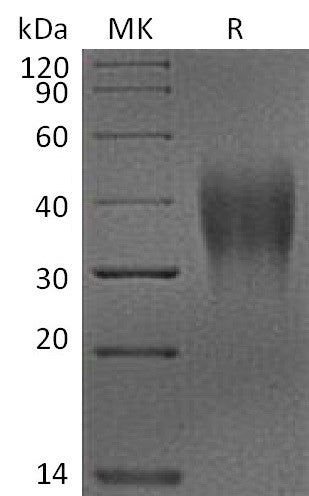 BL-2276NP: Greater than 95% as determined by reducing SDS-PAGE. (QC verified)