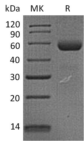 BL-2270NP: Greater than 85% as determined by reducing SDS-PAGE. (QC verified)