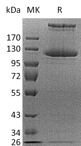 BL-2272NP: Greater than 95% as determined by reducing SDS-PAGE. (QC verified)