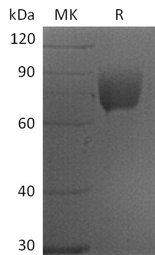 BL-2280NP: Greater than 95% as determined by reducing SDS-PAGE. (QC verified)