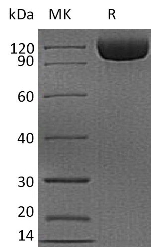 BL-2178NP: Greater than 95% as determined by reducing SDS-PAGE. (QC verified)