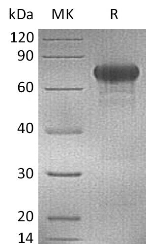 BL-2287NP: Greater than 95% as determined by reducing SDS-PAGE. (QC verified)