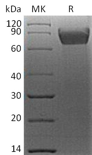 BL-2665NP: Greater than 95% as determined by reducing SDS-PAGE. (QC verified)