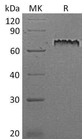 BL-2291NP: Greater than 95% as determined by reducing SDS-PAGE. (QC verified)