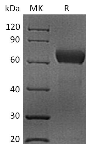 BL-2289NP: Greater than 95% as determined by reducing SDS-PAGE. (QC verified)