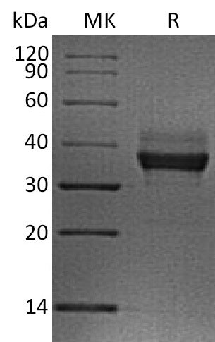 BL-2109NP: Greater than 95% as determined by reducing SDS-PAGE. (QC verified)