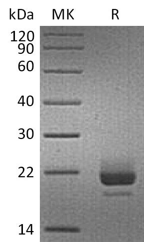 BL-2155NP: Greater than 95% as determined by reducing SDS-PAGE. (QC verified)