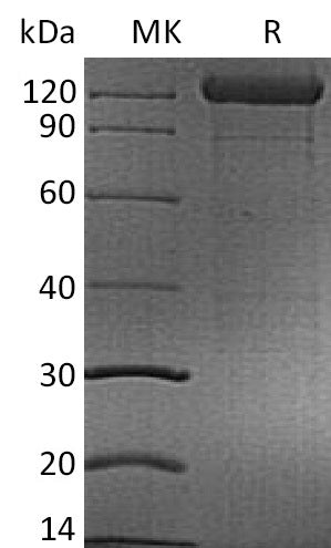 BL-2154NP: Greater than 90% as determined by reducing SDS-PAGE. (QC verified)