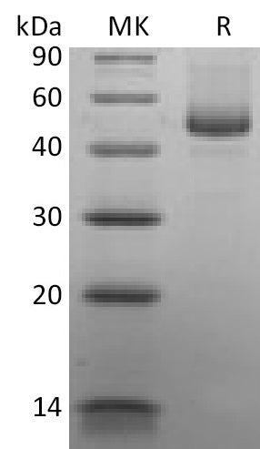 BL-2156NP: Greater than 95% as determined by reducing SDS-PAGE. (QC verified)