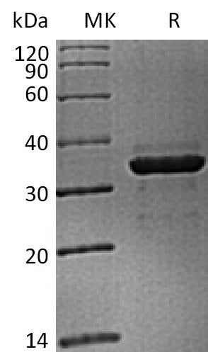 BL-2312NP: Greater than 95% as determined by reducing SDS-PAGE. (QC verified)