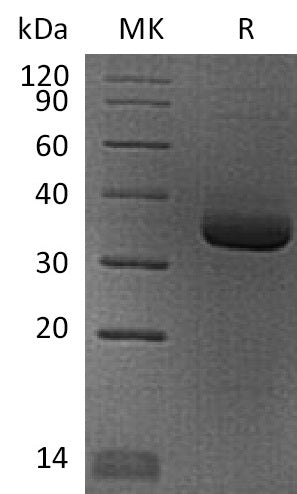 BL-2299NP: Greater than 95% as determined by reducing SDS-PAGE. (QC verified)