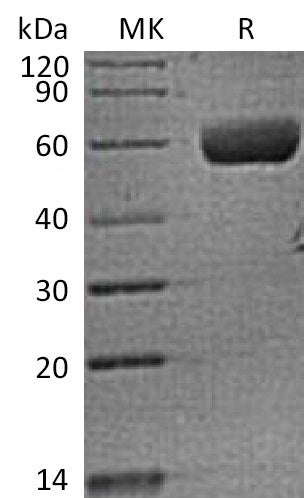 BL-2303NP: Greater than 95% as determined by reducing SDS-PAGE. (QC verified)