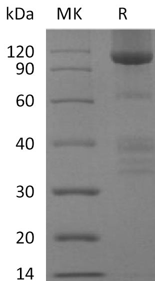 BL-2309NP: Greater than 90% as determined by reducing SDS-PAGE. (QC verified)