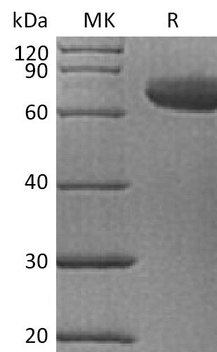 BL-0960NP: Greater than 95% as determined by reducing SDS-PAGE. (QC verified)