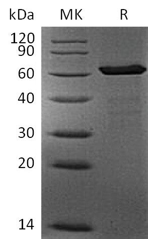 BL-2306NP: Greater than 95% as determined by reducing SDS-PAGE. (QC verified)