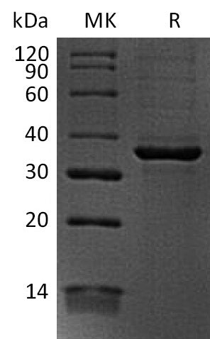 BL-2300NP: Greater than 90% as determined by reducing SDS-PAGE. (QC verified)