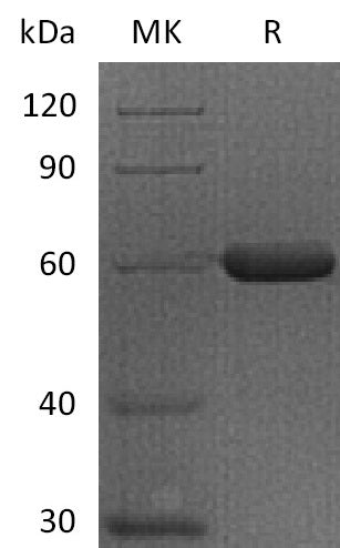 BL-2311NP: Greater than 95% as determined by reducing SDS-PAGE. (QC verified)