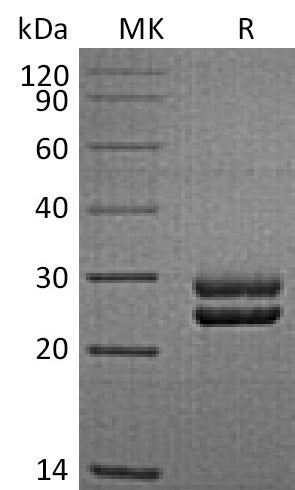 BL-2315NP: Greater than 95% as determined by reducing SDS-PAGE. (QC verified)