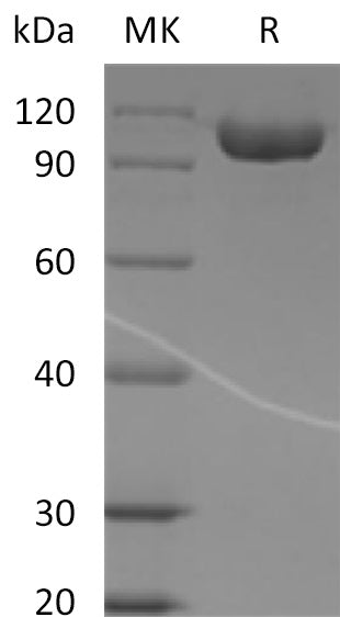 BL-2181NP: Greater than 95% as determined by reducing SDS-PAGE. (QC verified)