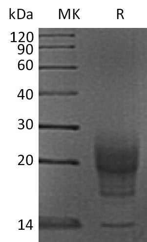 BL-2112NP: Greater than 95% as determined by reducing SDS-PAGE. (QC verified)