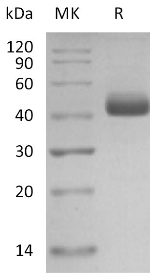 BL-2113NP: Greater than 95% as determined by reducing SDS-PAGE. (QC verified)