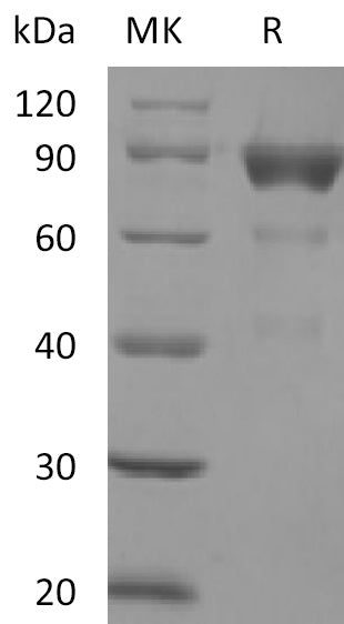 BL-2317NP: Greater than 95% as determined by reducing SDS-PAGE. (QC verified)