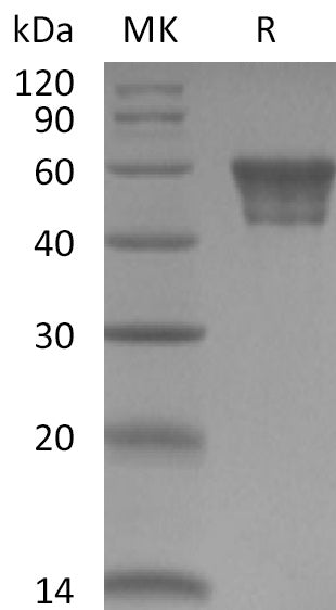 BL-2180NP: Greater than 95% as determined by reducing SDS-PAGE. (QC verified)