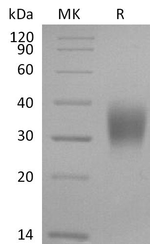 BL-2183NP: Greater than 95% as determined by reducing SDS-PAGE. (QC verified)