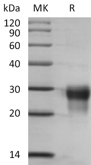 BL-2323NP: Greater than 95% as determined by reducing SDS-PAGE. (QC verified)