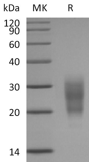 BL-2320NP: Greater than 95% as determined by reducing SDS-PAGE. (QC verified)