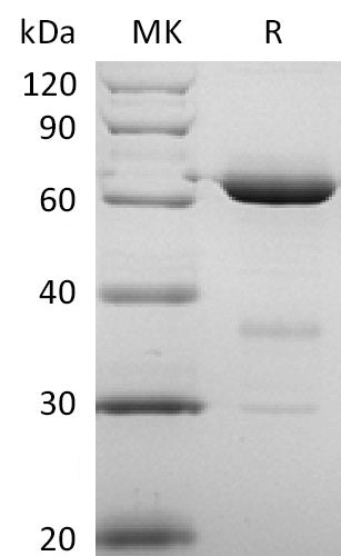 BL-0313NP: Greater than 95% as determined by reducing SDS-PAGE. (QC verified)