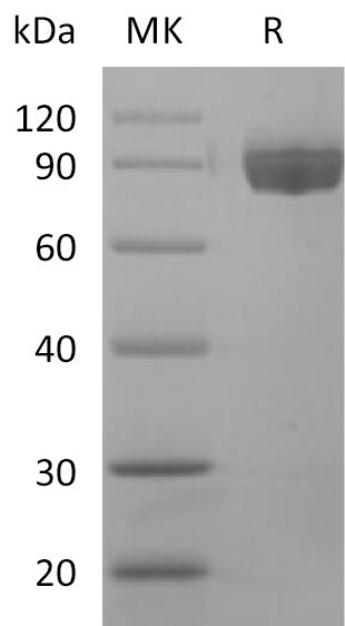 BL-2322NP: Greater than 95% as determined by reducing SDS-PAGE. (QC verified)