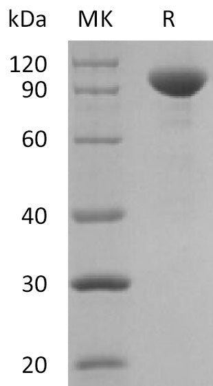 BL-2118NP: Greater than 95% as determined by reducing SDS-PAGE. (QC verified)