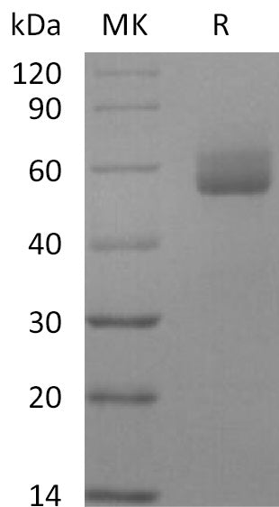 BL-2324NP: Greater than 95% as determined by reducing SDS-PAGE. (QC verified)