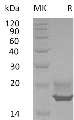 BL-2185NP: Greater than 95% as determined by reducing SDS-PAGE. (QC verified)