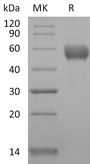 BL-2184NP: Greater than 95% as determined by reducing SDS-PAGE. (QC verified)